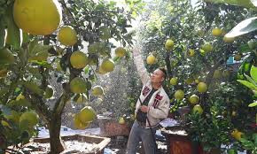 Video: Bưởi Diễn bonsai xuống phố phục vụ khách hàng chơi Tết sớm