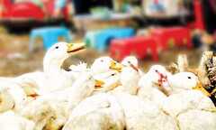 Cà Mau phát hiện ổ dịch cúm gia cầm H5N1