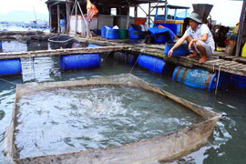 Ảnh: Nông dân Vũng Tàu chết lặng nhìn cá chết trắng sông