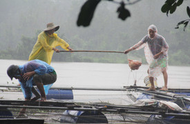Quảng Nam: Xả lũ trước khi địa phương nhận thông báo, hộ nuôi cá ven sông 'khóc ròng'