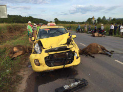 Bất ngờ lao ra đường, 3 con bò bị taxi tông chết