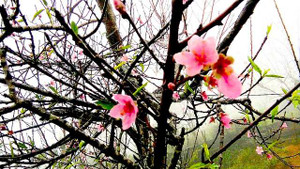 Ảnh: Hoa đào nở sớm ở xã biên giới Nghệ An