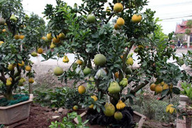 Giá cây cảnh '4 trong 1' dịp Tết năm nay sẽ ra sao?