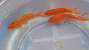 Cách chọn cá chép cúng ông Công, ông Táo