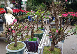 Dân Hà Nội 'bỏ rơi' đào 'khủng', chạy theo đào 2 gang tay