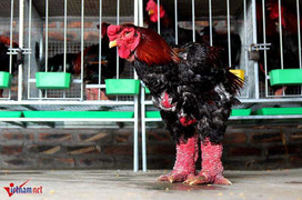 Mục sở thị 'vua gà' Đông Tảo có đôi chân to bằng chân người