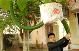 Dân Thanh Hóa đổ xô đi xem quả bầu dài hơn 2m, uốn lượn như hình con rắn