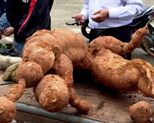 Đào củ sắn nặng 75 kg mang đi dự triển lãm 8/3