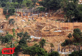 Bán đảo Sơn Trà bị 'xẻ thịt': Vì sao cho chặt cây để tận thu củi?