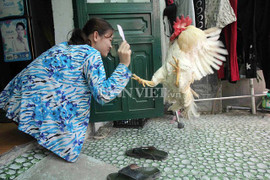 Gà trống 5 tuổi thích ở chung với chủ, giữ nhà thay chó