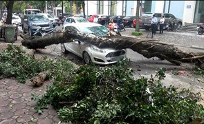 Hàng loạt cây xanh ở Hà Nội bật gốc vì không có rễ