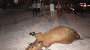 Dân mang bò chết vây chung cư ở Nghệ An