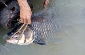 Ngư dân bắt được cá hô nặng 60 kg trên sông Đồng Nai