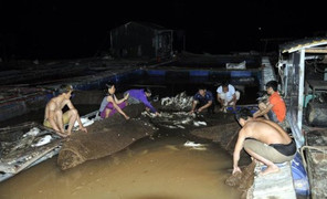 Cá lồng chết bất thường ở đầu nguồn sông Đà