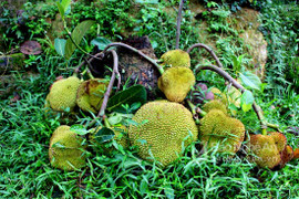 Dân Nghệ An đổ xô đi xem cây mít bị chặt tận gốc vẫn ra quả chi chít