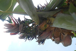 Dân Thanh Hóa đổ xô đi xem cây chuối trổ 21 hoa