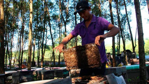 Người dân 'méo mặt' vì muốn nuôi ong phải đóng phí bảo vệ