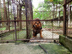 Lạnh sống lưng trong trại hổ vồ bé trai 13 tuổi ở Thanh Hóa