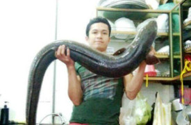 Câu được cá lệch 'khủng', dài gần 2m, giá 10 triệu đồng