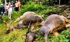 4 con trâu bị sét đánh chết tại Điện Biên