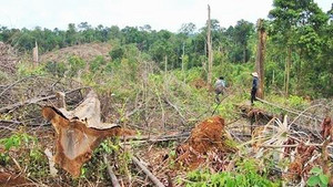 Nghe tin đồn sắp mở đường cao tốc, ồ ạt phá rừng để chiếm đất