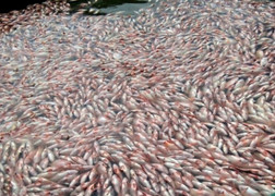 Làm rõ nguyên nhân cá chết trắng hồ thủy điện ở Kon Tum