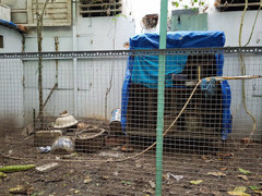 Chủ nhà bị cán bộ bẻ khóa: 'Sao chỉ bắt gà Đông Tảo mà không bắt luôn bồ câu?'