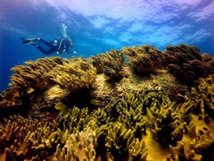 Không nhận chìm 1 triệu m³ bùn thải xuống biển Bình Thuận