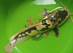 Đổ xô đi xem cá trê có màu giống bò sữa ở Kiên Giang