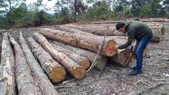 Kon Tum phá rừng thông 20 năm tuổi để trồng mắc ca