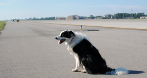 Chó thả rông liên tiếp chạy vào đường băng các cảng hàng không