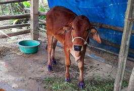 Huyện mua bò bị lở mồm long móng cấp cho hộ nghèo ở Hà Tĩnh