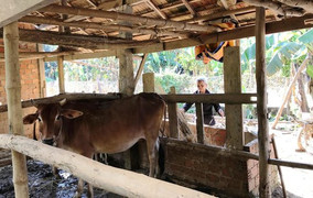 Xã tự ý thu tiền bò giống cấp miễn phí cho dân ở Quảng Ngãi