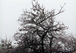 Nhiệt độ xuống dưới 1°C, đỉnh núi Cao Bằng phủ kín băng giá