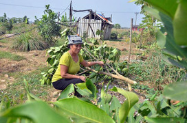 Truy tìm kẻ chặt vườn cây của gia đình người bị sát hại đêm giao thừa ở Hà Nội