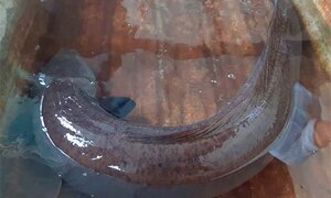 Dân Hà Tĩnh góp tiền mua cá chình 'khủng' để phóng sinh