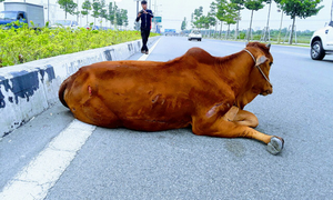 Con bò gây tai nạn 'biến mất' tại trụ sở công an: Chủ xe muốn làm rõ trắng đen