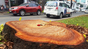 Bí ẩn người đặt hoa hồng trên mỗi gốc cây bị chặt ở đường Tôn Đức Thắng