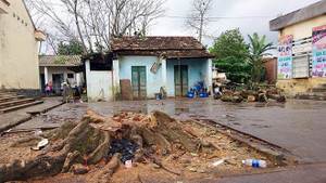 Đang ở trong nhà, người phụ nữ bị cây cổ thụ đè chết