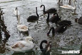 Thả 12 con thiên nga xuống Hồ Gươm, PGS.TS Hà Đình Đức: 'Thật khôi hài'