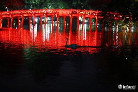 Đêm qua, đàn thiên nga mới thả ở Hồ Gươm bị bắt đi hết