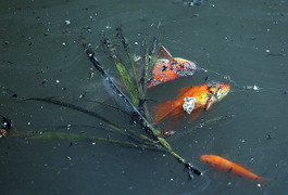 Ảnh: Cá chép chết nổi khi vừa được thả ở sông Tô Lịch