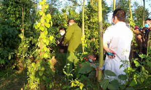 Phát hiện thi thể thai phụ trong tư thế treo cổ ở vườn tiêu gần nhà