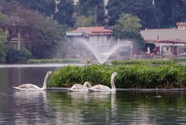Đàn thiên nga ở hồ Thiền Quang được bảo vệ thế nào trong dịp Tết?