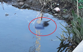 Phát hiện xác chết nam giới nổi lềnh bềnh trên sông Sài Gòn