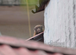 Khỉ hoang trêu đùa chó, bắt gà, trộm trứng của dân Thủ đô