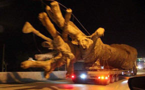 Xe chở cây khổng lồ trên quốc lộ xôn xao dư luận: Tướng Nguyễn Hữu Dánh lên tiếng