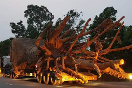 Cây khủng vi vu trên quốc lộ: Cục CSGT thông tin chính thức