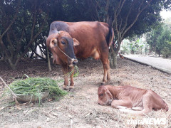 Thanh Hóa: Dân muốn chăn thả trâu bò phải nộp 'phí đồng cỏ'