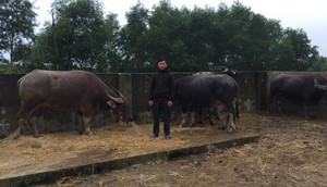 Đánh xe tải đến trang trại anh trai trộm 8 con trâu trong đêm